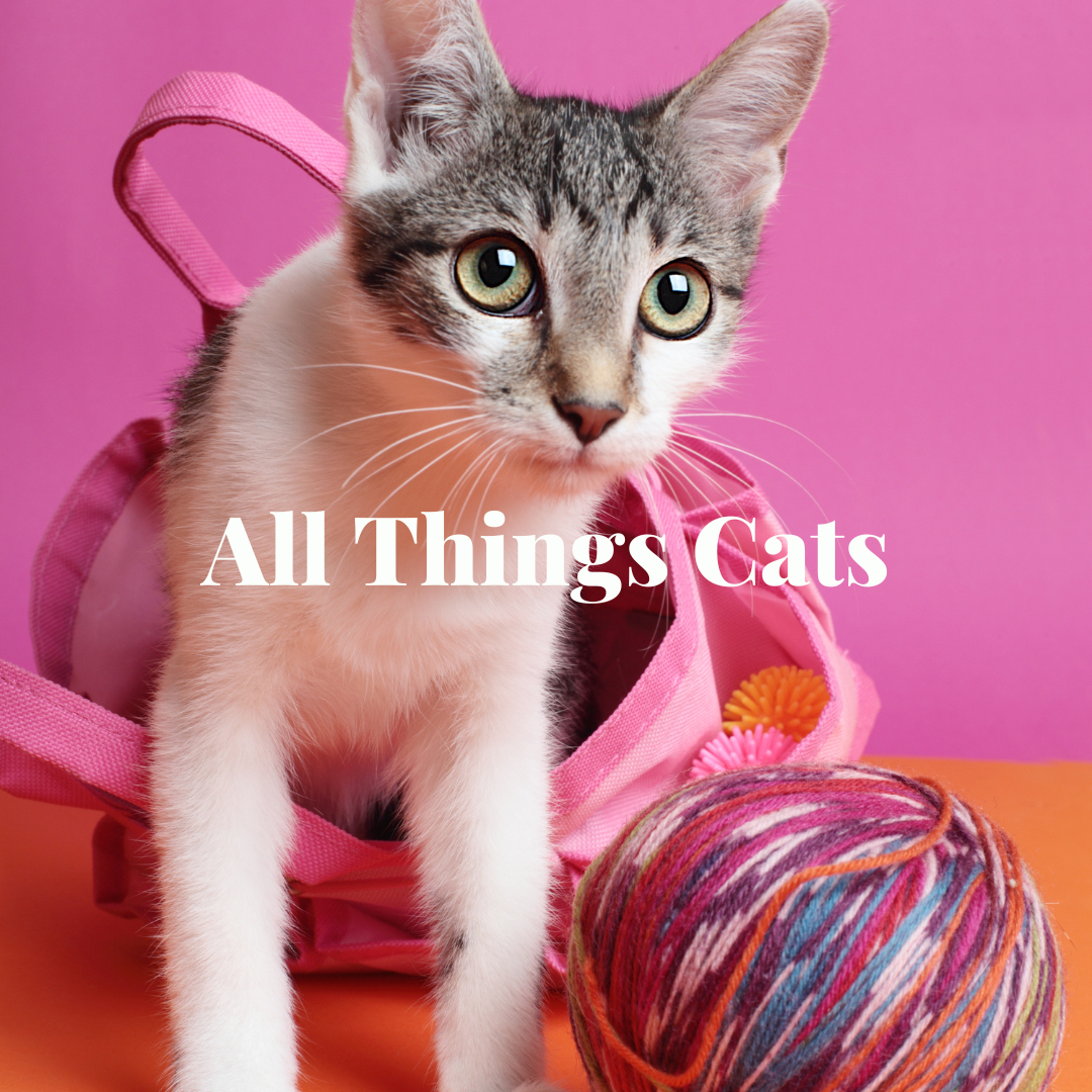 All things hot sale cat