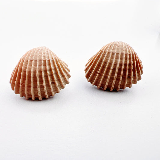 Front view of a pair of handcrafted natural colored clam shell stud earrings