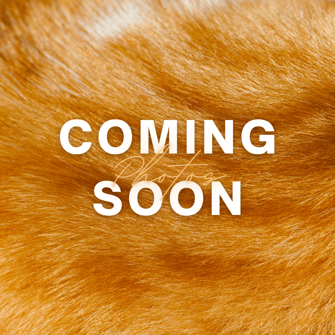 Suncatchers Orange Tabby Cat Suncatcher – Handmade Cat Window Decor