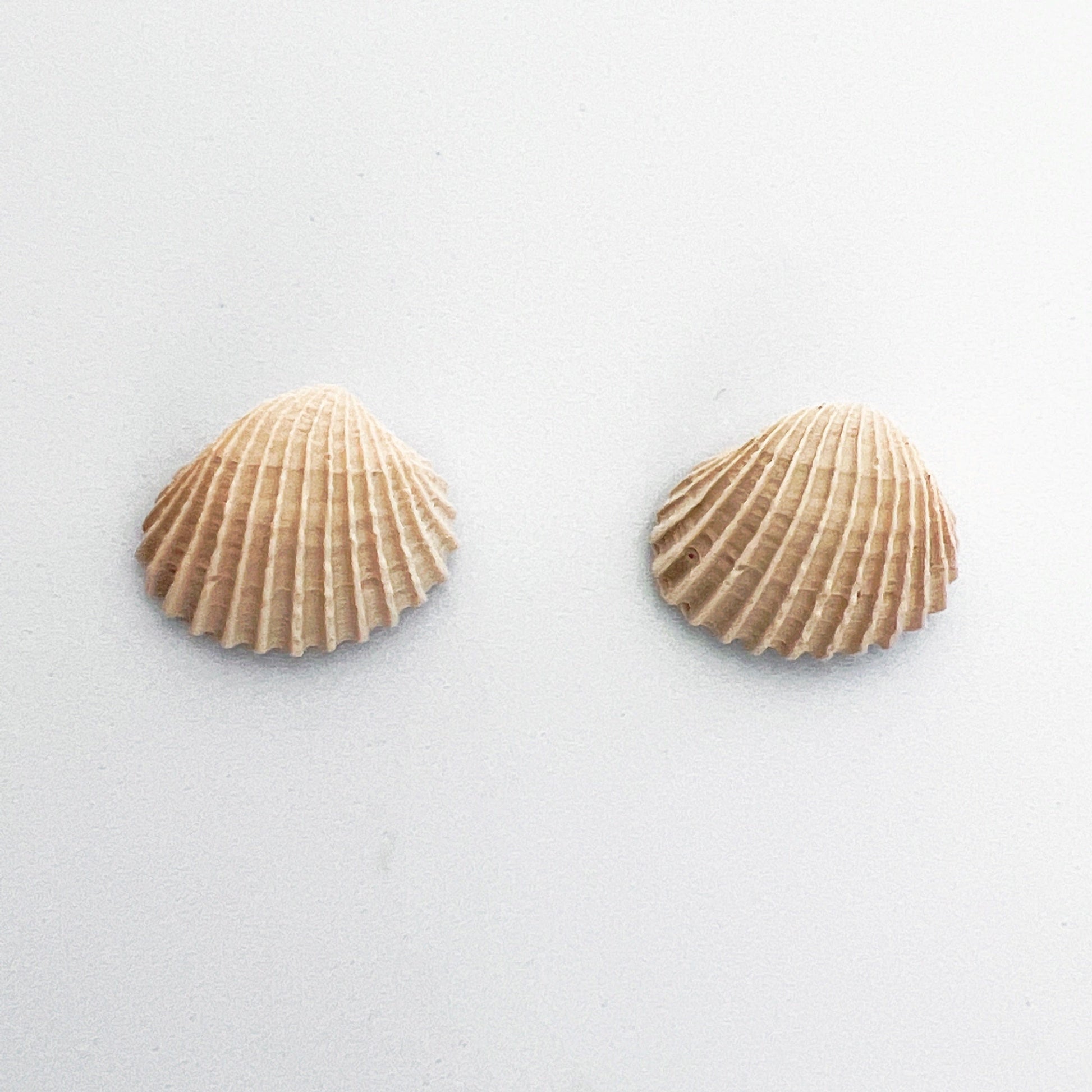 Earrings Clam Shell Stud Earrings